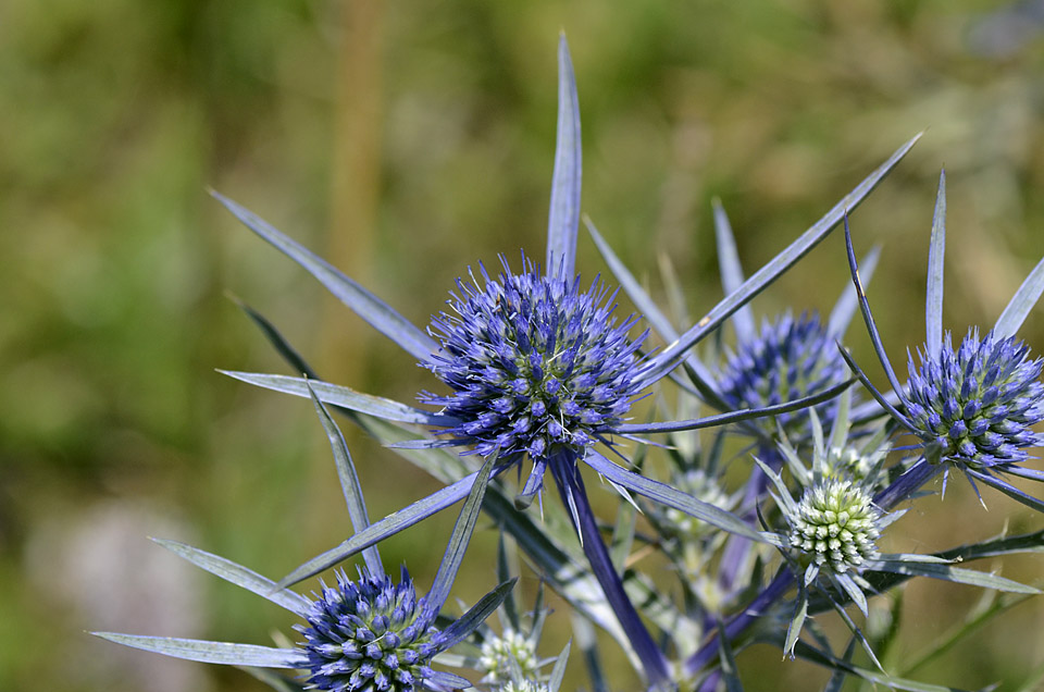 Eryngium amethystinum / Calcatreppola ametistina